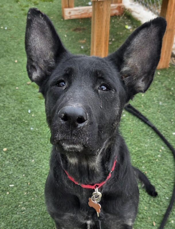 Picture of the Animal Listed