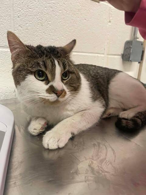 Picture of the Animal Listed