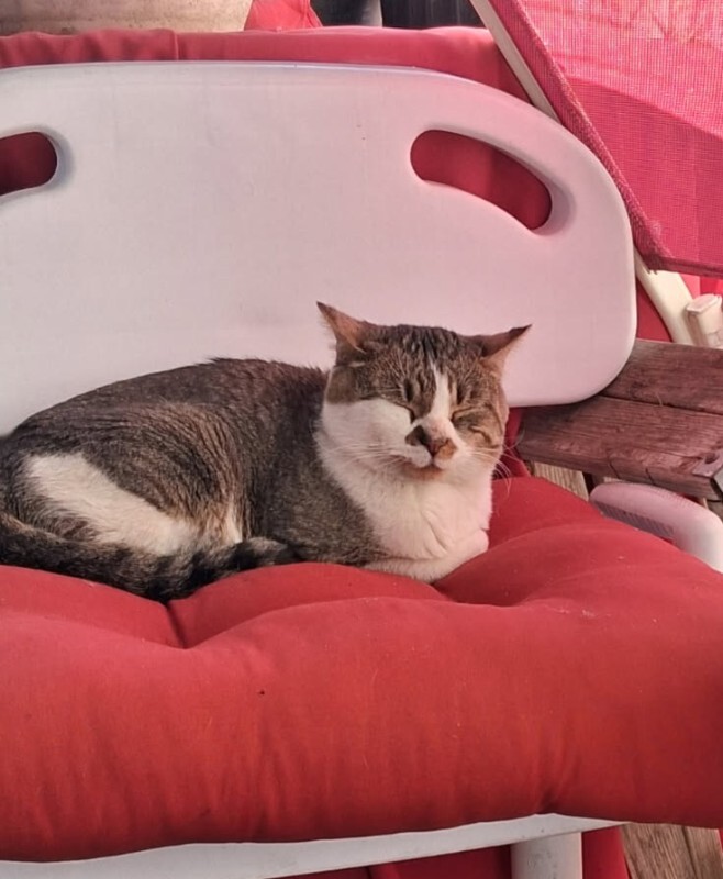 Picture of the Animal Listed