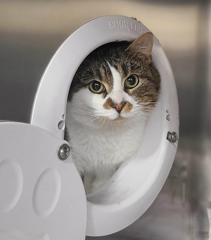 Picture of the Animal Listed