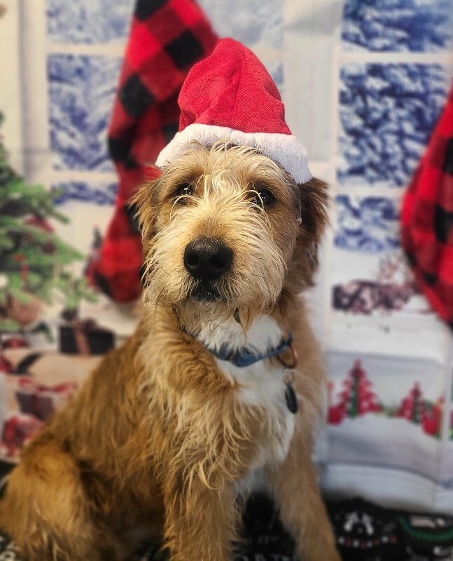 Picture of the Animal Listed