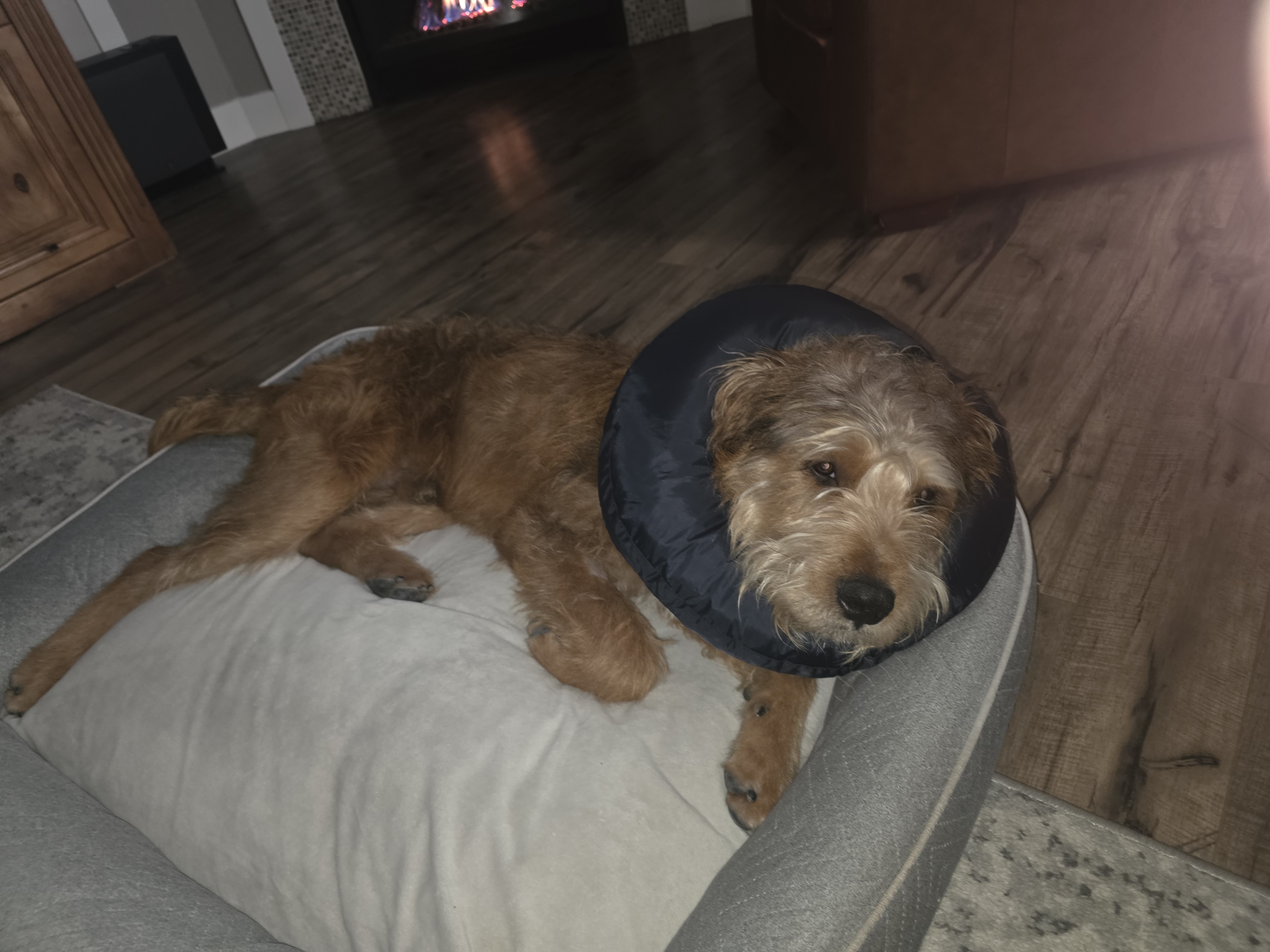 Picture of the Animal Listed