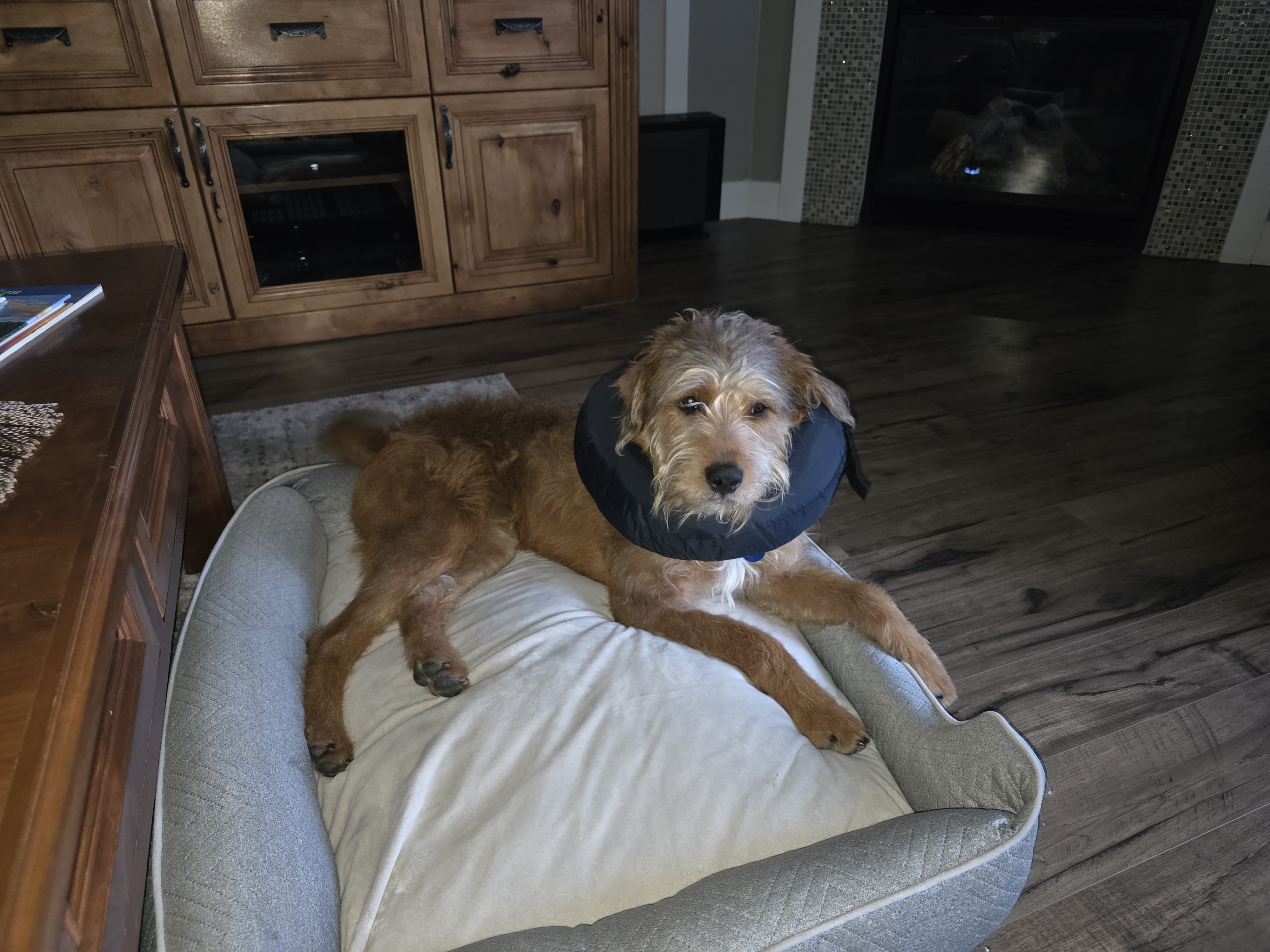 Picture of the Animal Listed