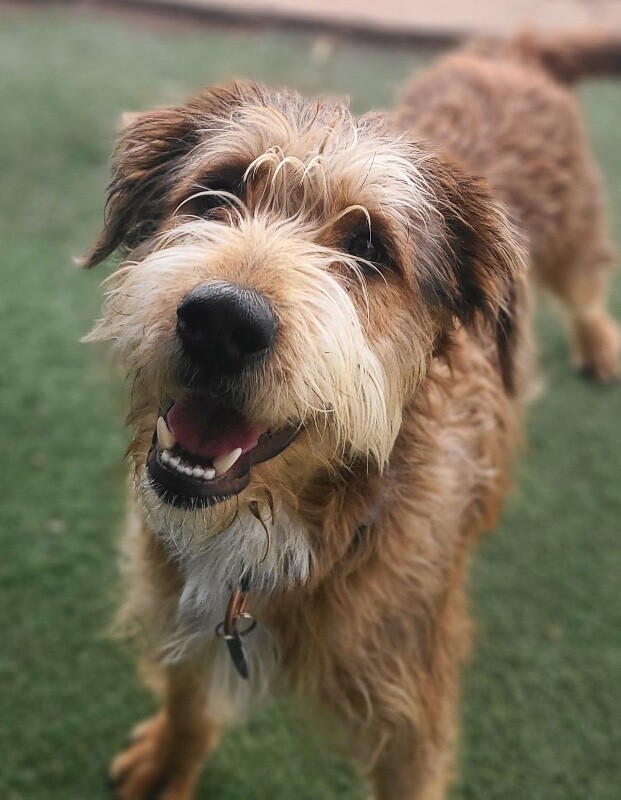 Picture of the Animal Listed