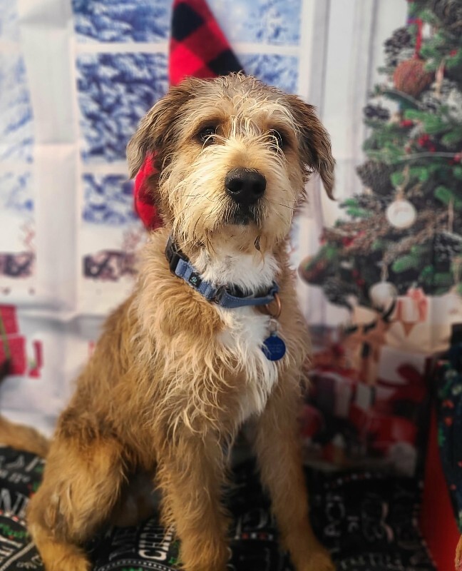 Picture of the Animal Listed