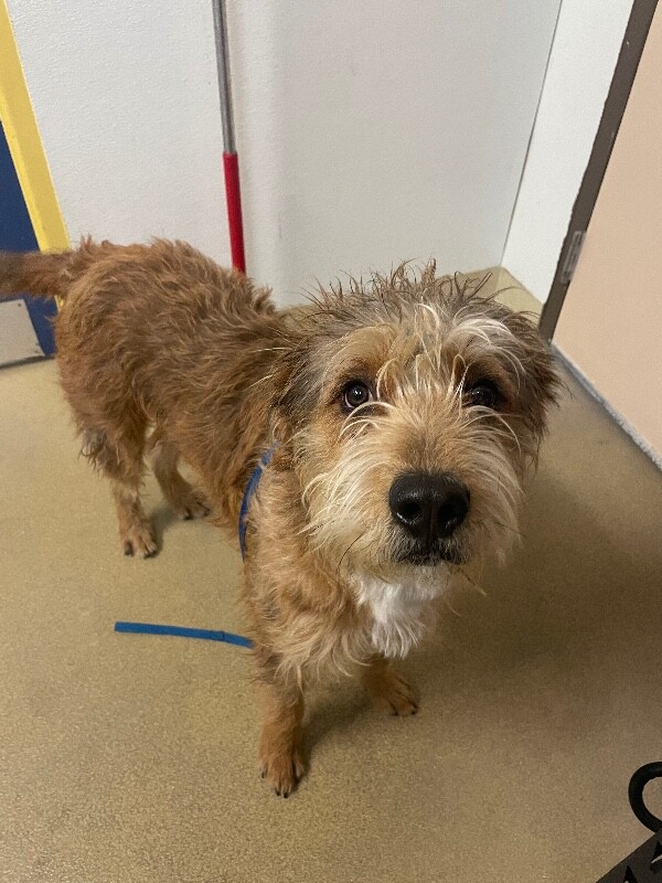 Picture of the Animal Listed