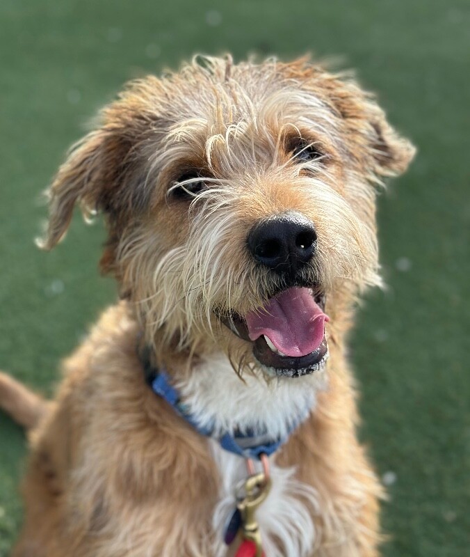 Picture of the Animal Listed