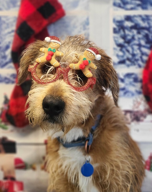 Picture of the Animal Listed