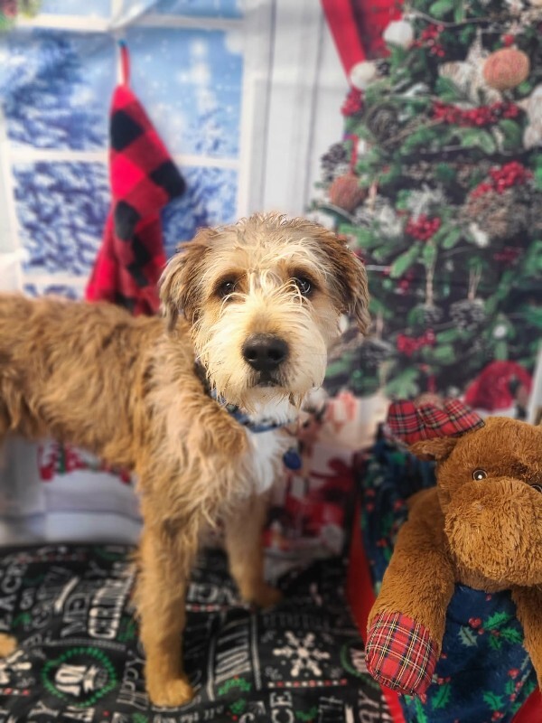 Picture of the Animal Listed