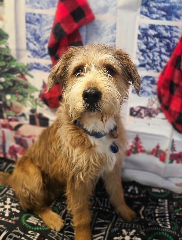 Picture of the Animal Listed