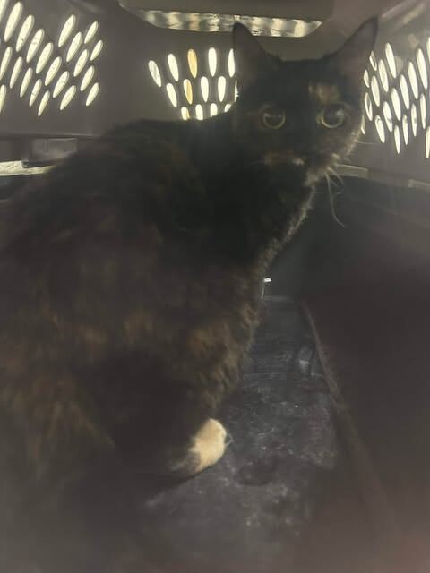 Picture of the Animal Listed