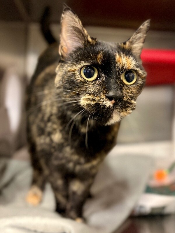 Picture of the Animal Listed