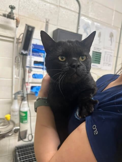 Picture of the Animal Listed