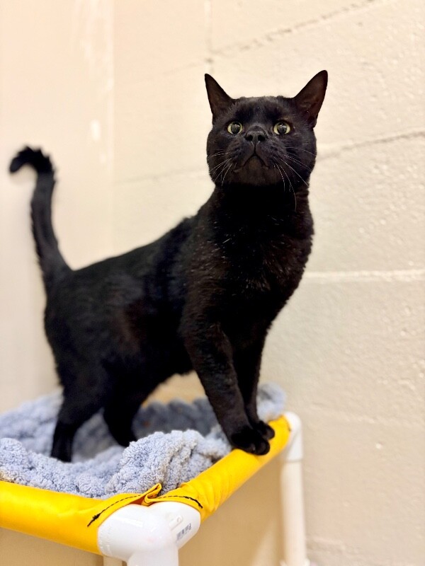 Picture of the Animal Listed