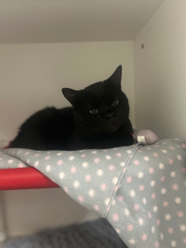 Picture of the Animal Listed