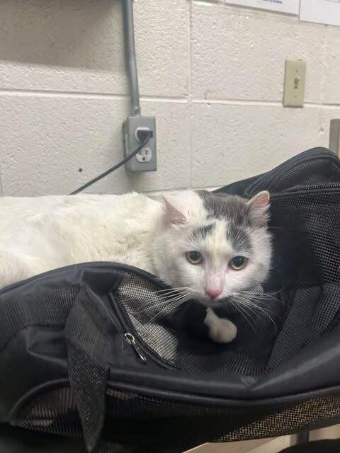 Picture of the Animal Listed