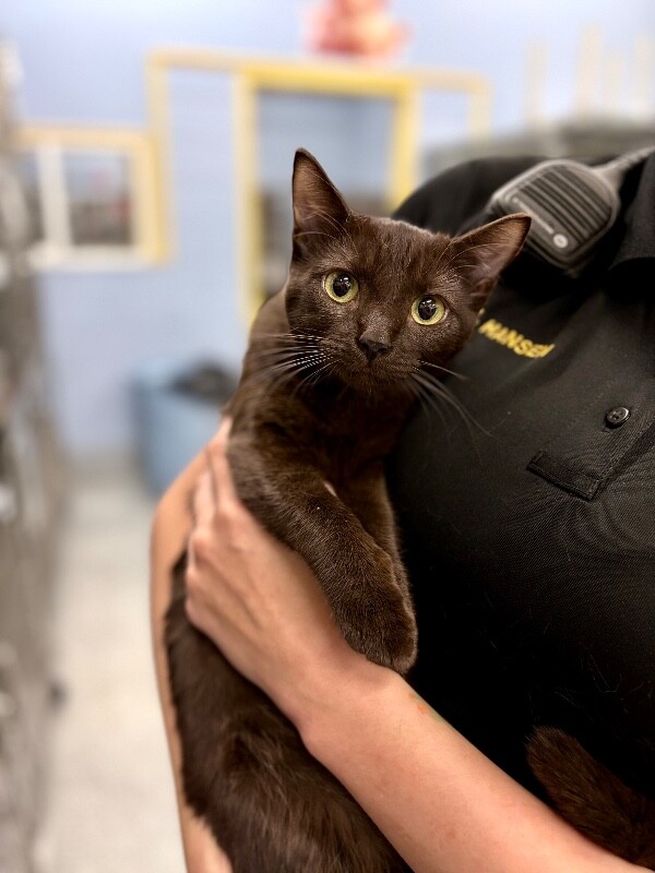 Picture of the Animal Listed