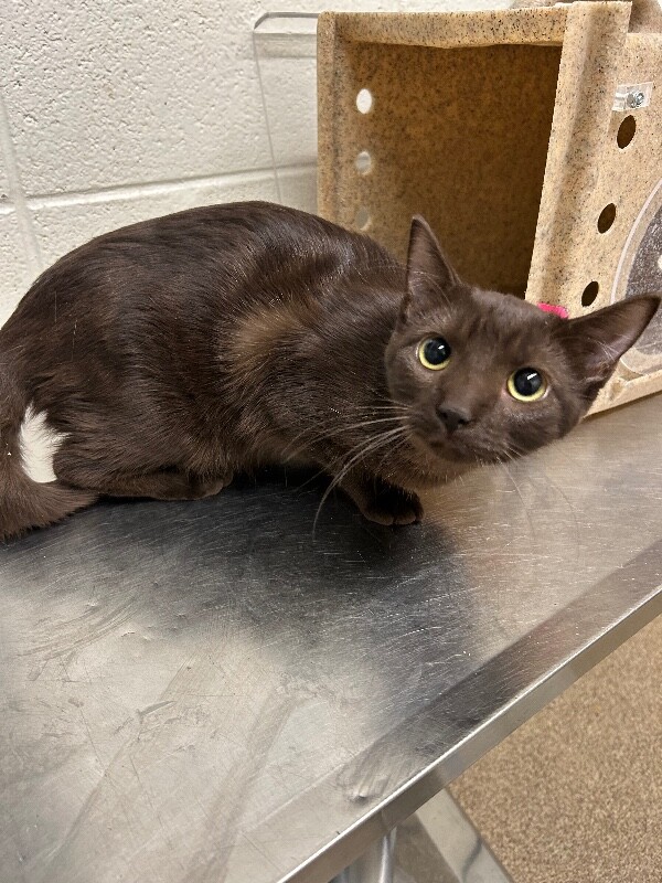 Picture of the Animal Listed