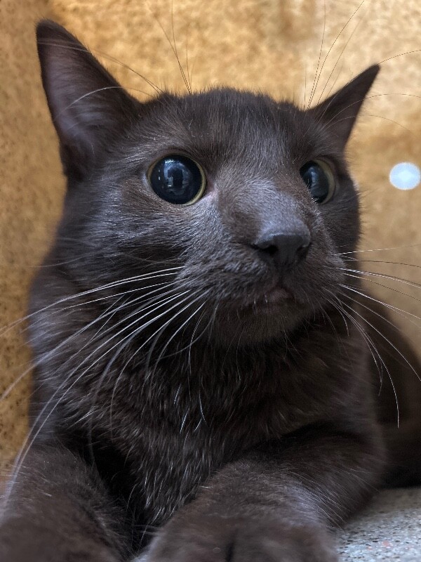 Picture of the Animal Listed