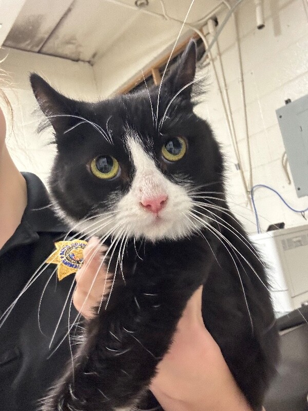 Picture of the Animal Listed