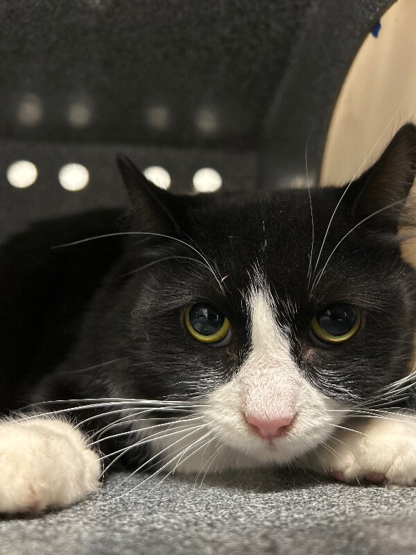 Picture of the Animal Listed