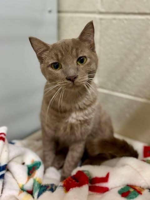 Picture of the Animal Listed