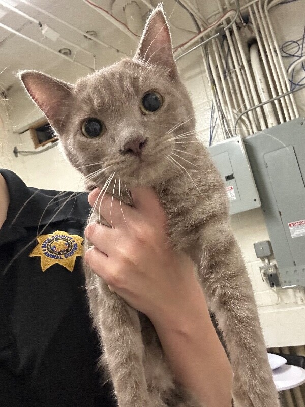 Picture of the Animal Listed