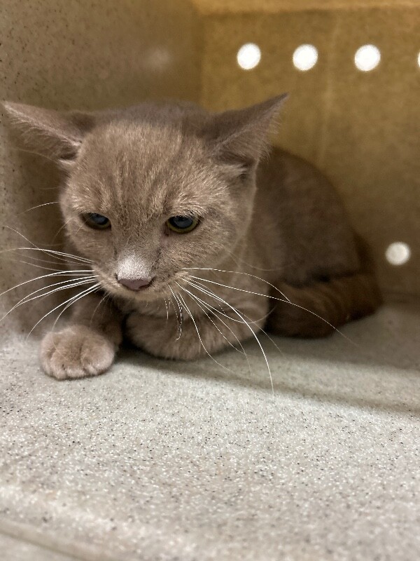 Picture of the Animal Listed