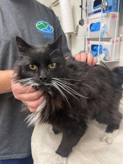 Picture of the Animal Listed