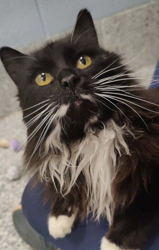 Picture of the Animal Listed