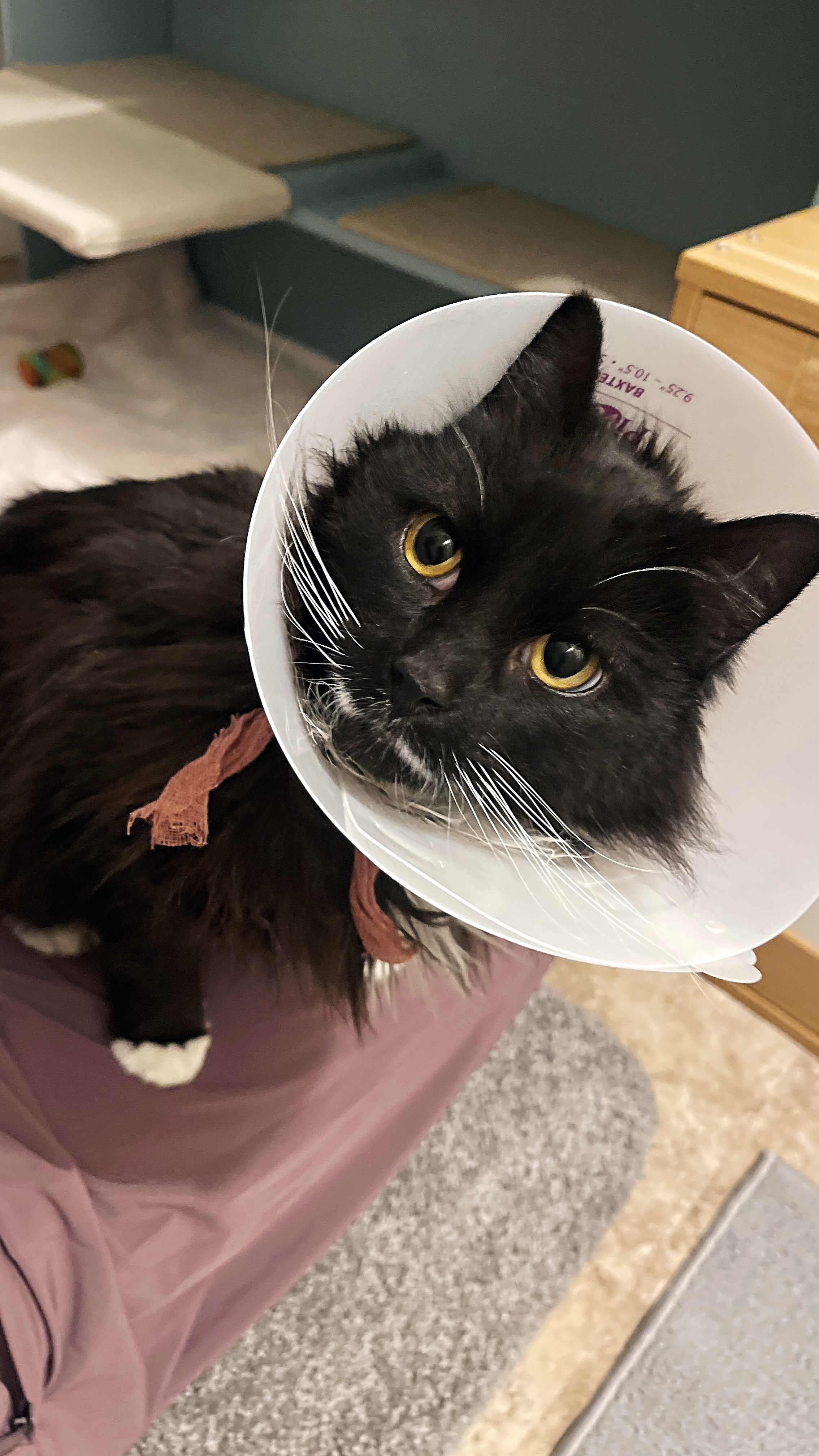 Picture of the Animal Listed