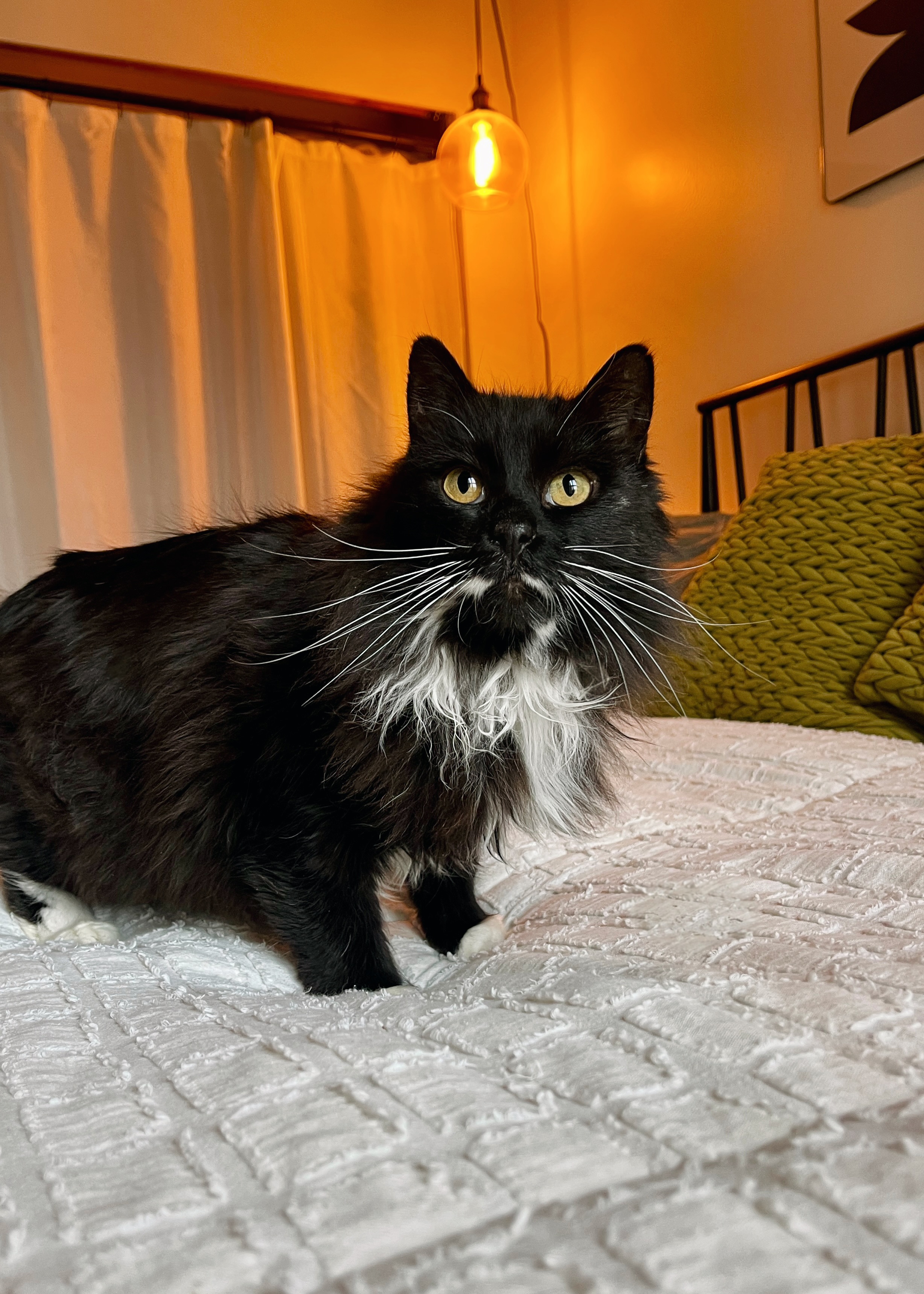 Picture of the Animal Listed