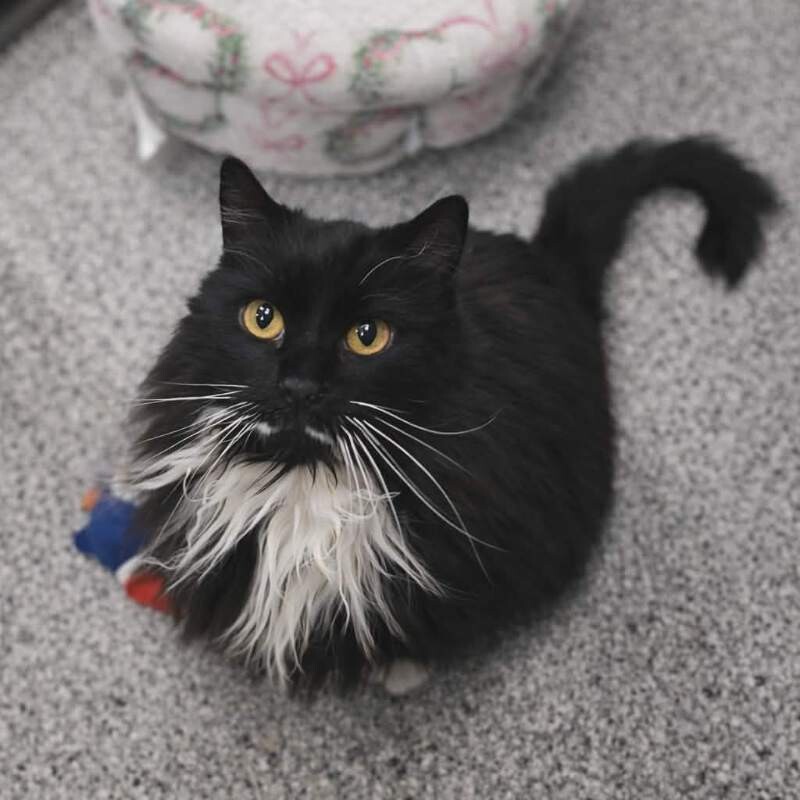 Picture of the Animal Listed