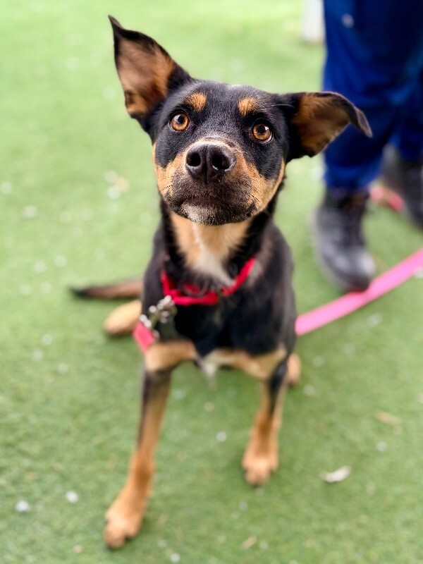 Picture of the Animal Listed