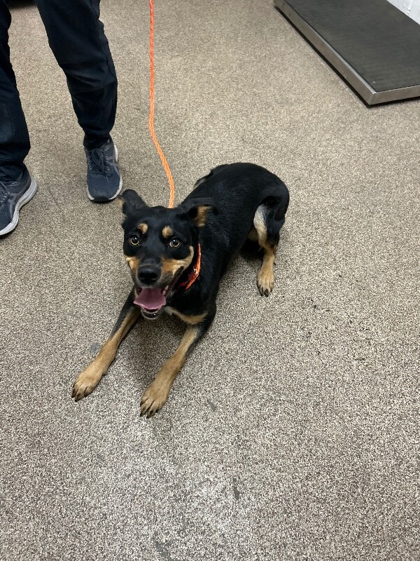 Picture of the Animal Listed