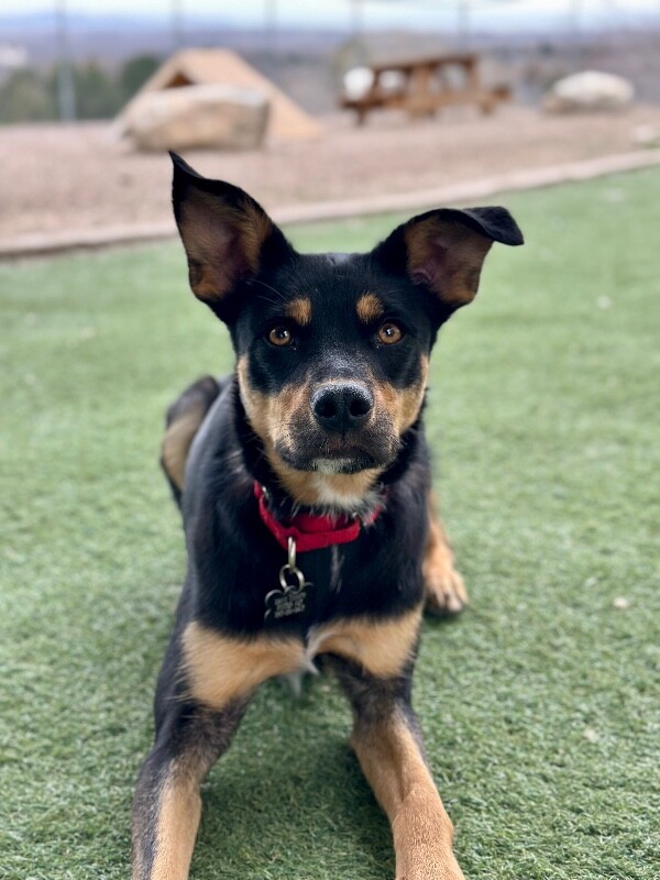 Picture of the Animal Listed