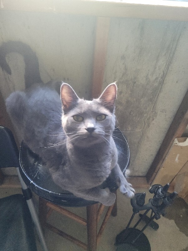 Picture of the Animal Listed