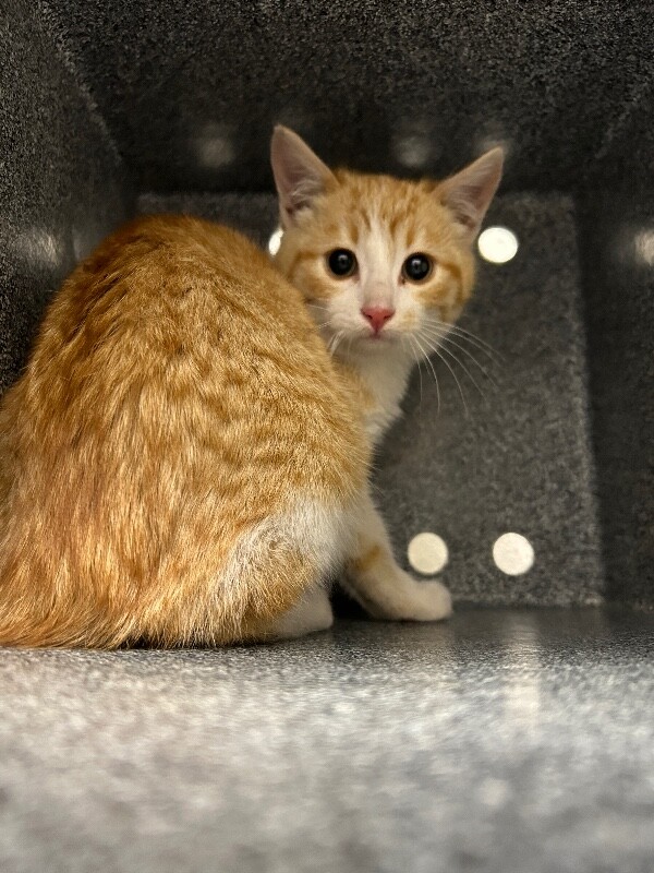 Picture of the Animal Listed