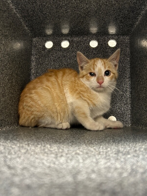 Picture of the Animal Listed