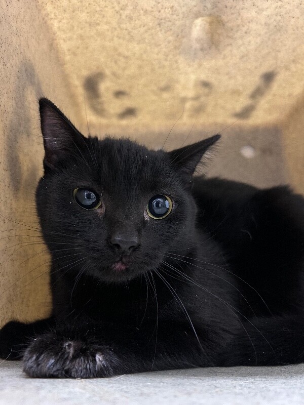 Picture of the Animal Listed