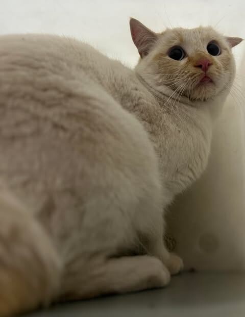 Picture of the Animal Listed