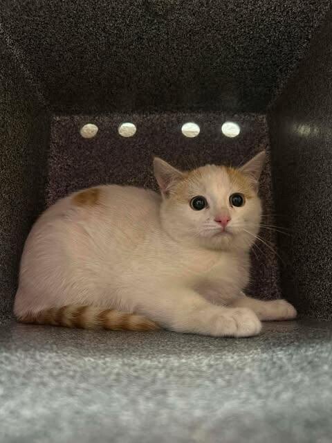 Picture of the Animal Listed