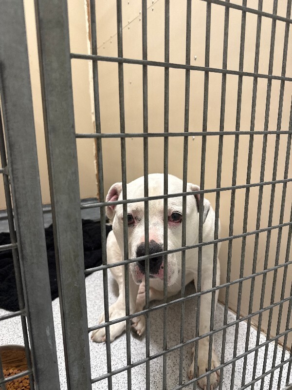 Picture of the Animal Listed