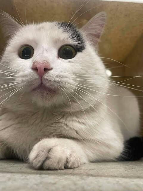 Picture of the Animal Listed