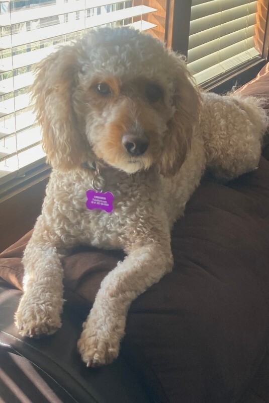 Picture of the Animal Listed