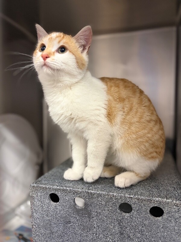 Picture of the Animal Listed