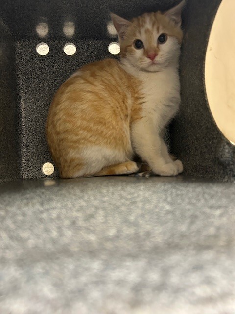 Picture of the Animal Listed