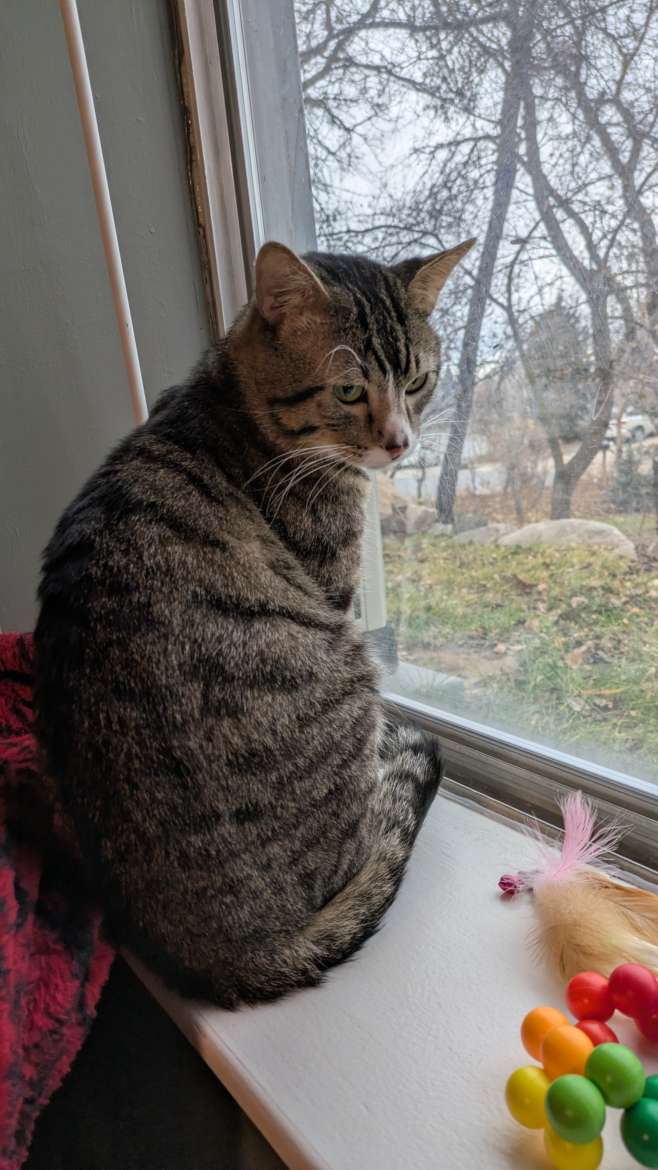 Picture of the Animal Listed