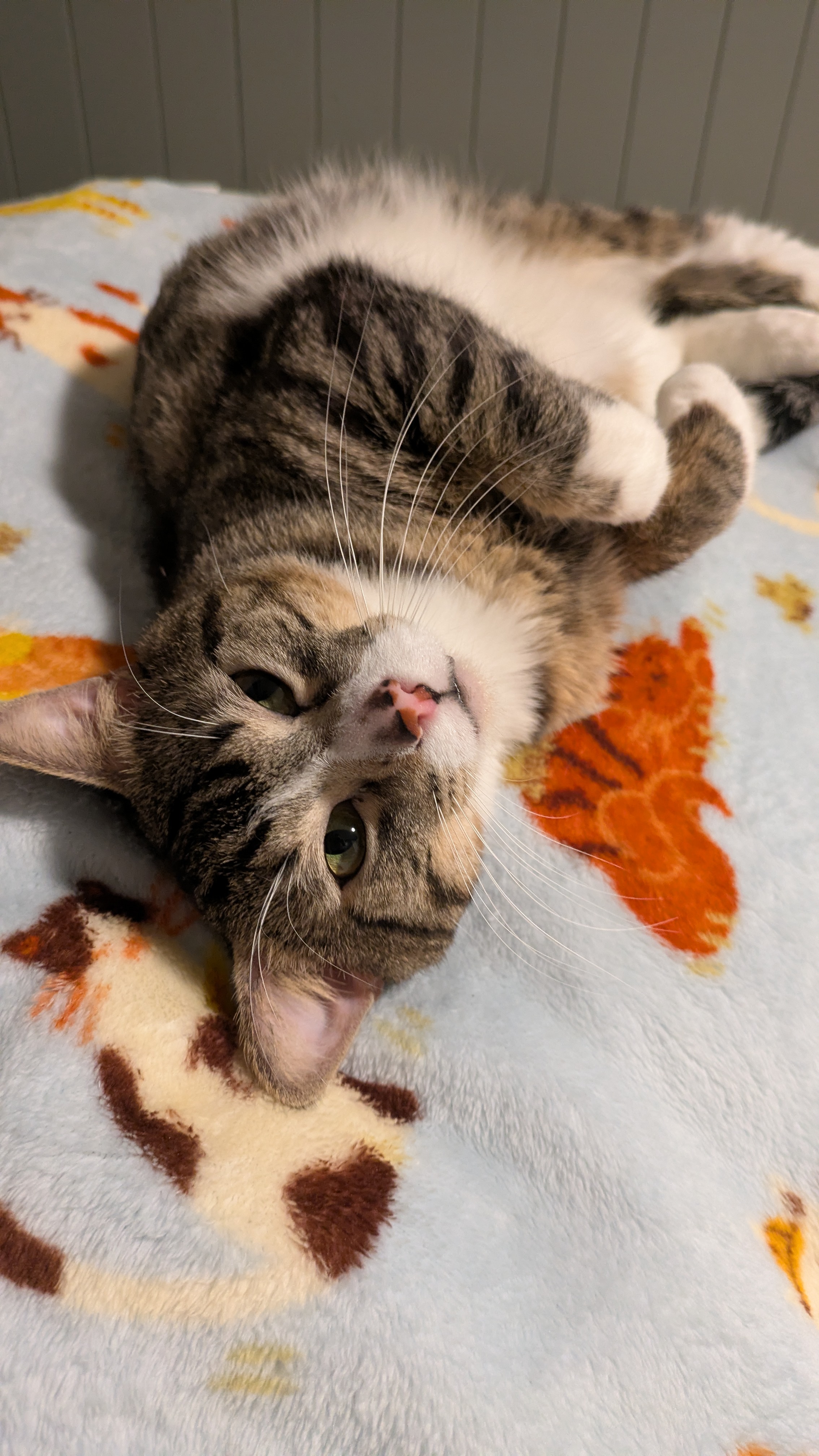 Picture of the Animal Listed