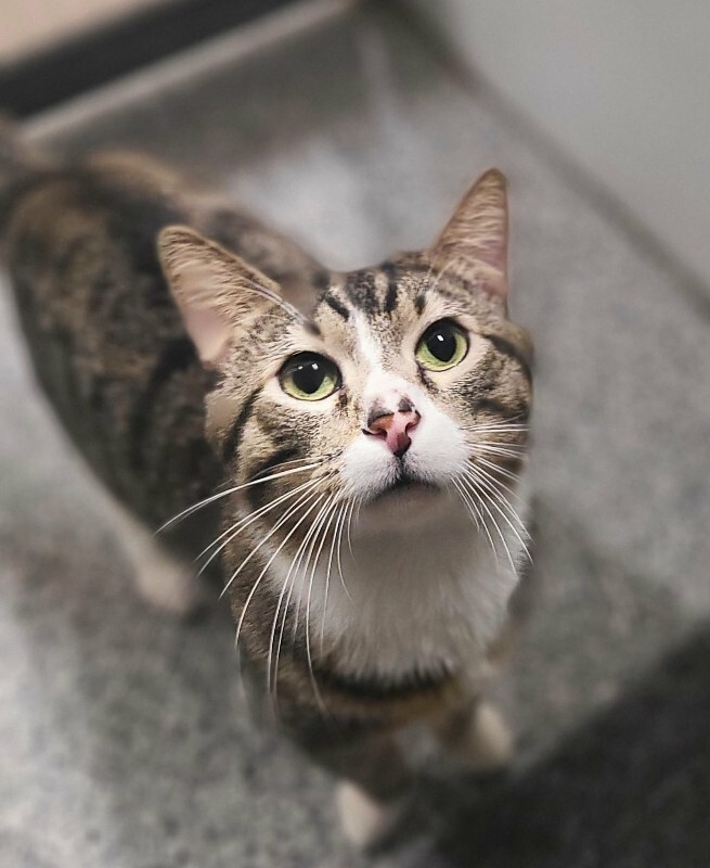 Picture of the Animal Listed